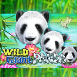 Wild Giant Panda - zabbet168